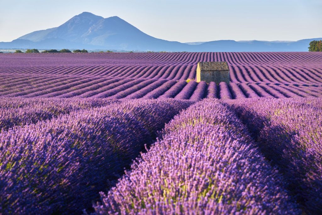 Campi Di Fiorura Di Lavanda in Provenza, Francia Del Sud Fotografia